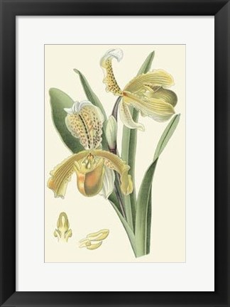 Framed Delicate Orchid IV Print