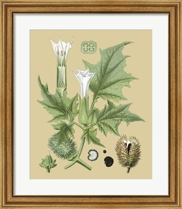 Framed Ivory Blooms II Print