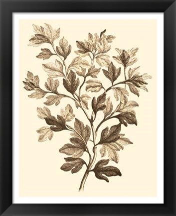 Framed Sepia Munting Foliage I Print