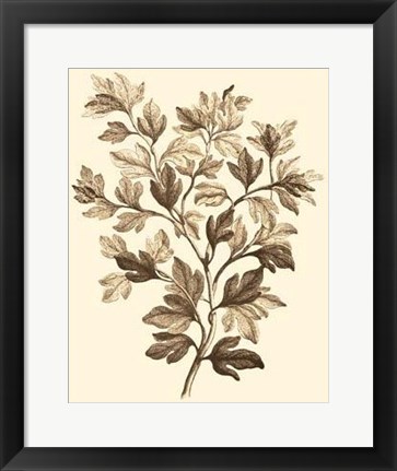 Framed Sepia Munting Foliage I Print