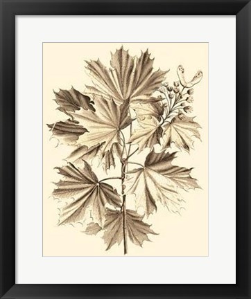 Framed Sepia Munting Foliage V Print