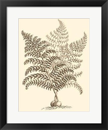 Framed Sepia Munting Foliage VI Print