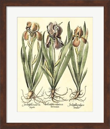 Framed Bulb Garden II Print