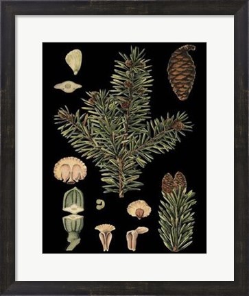 Framed Dramatic Conifers I Print