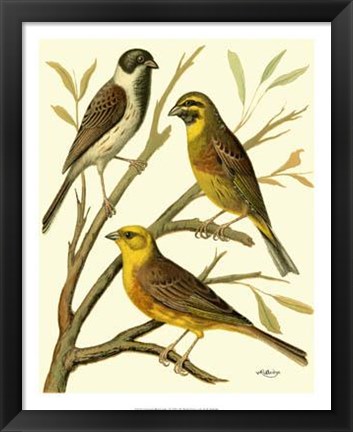 Framed Domestic Bird Family I Print