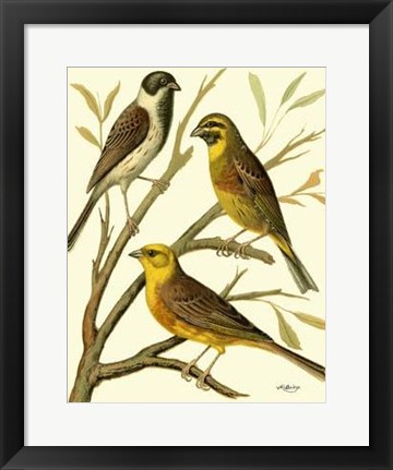 Framed Domestic Bird Family I Print