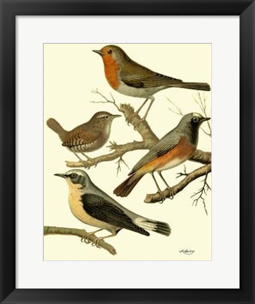 Framed Domestic Bird Family III Print