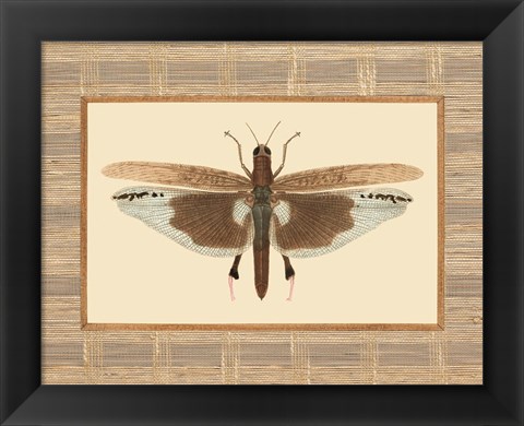 Framed Delicate Dancer IV Print