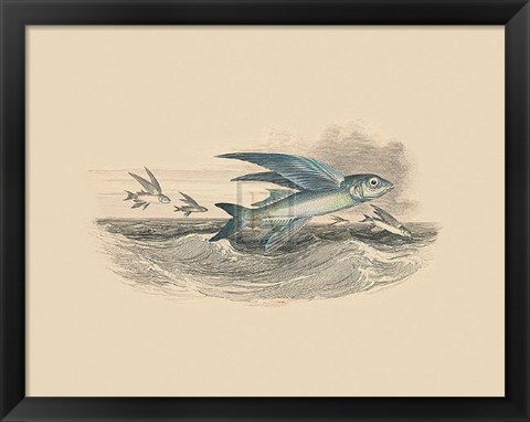 Framed Flying Fish I Print