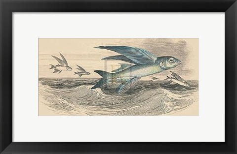 Framed Flying Fish I Print