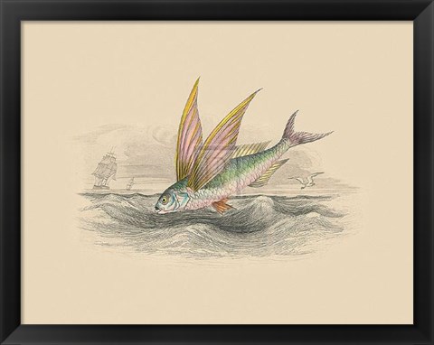 Framed Flying Fish II Print