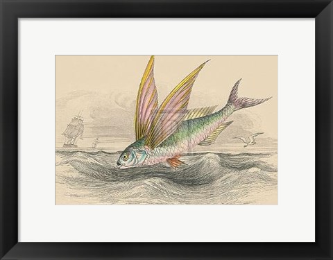 Framed Flying Fish II Print