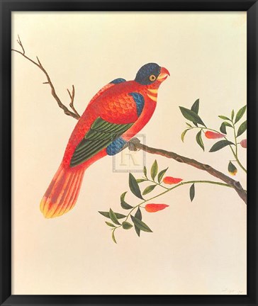 Framed Red Parrot Print