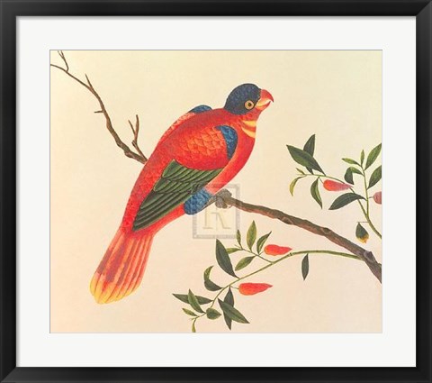 Framed Red Parrot Print