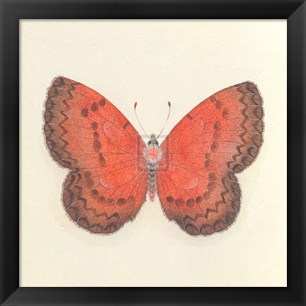 Framed Butterfly I Print