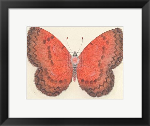 Framed Butterfly I Print