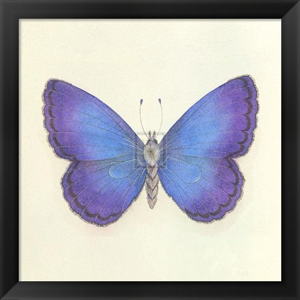 Framed Butterfly II Print