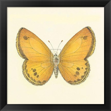 Framed Butterfly V Print