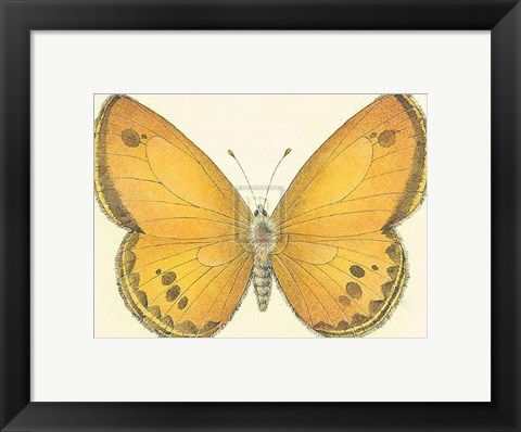 Framed Butterfly V Print