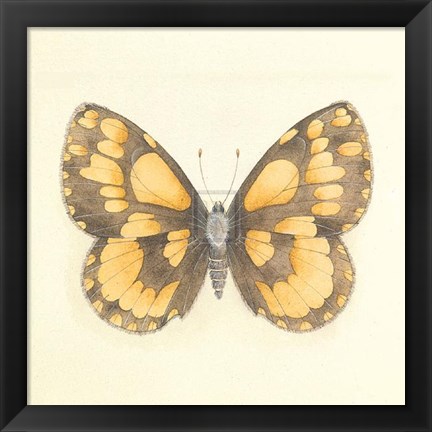 Framed Butterfly VI Print