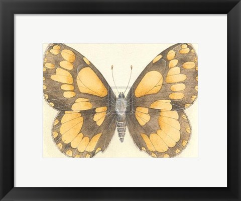 Framed Butterfly VI Print