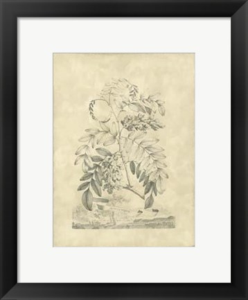 Framed Vintage Munting II Print