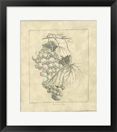 Framed Vintage Chasselas Dore Print