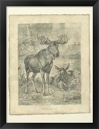 Framed Vintage Moose Or Elk Print