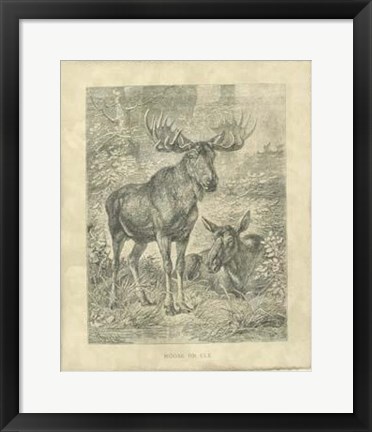 Framed Vintage Moose Or Elk Print