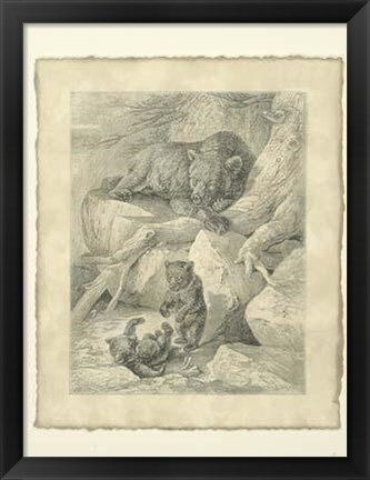 Framed Vintage Common Brown Bear Print