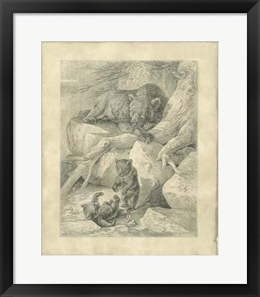 Framed Vintage Common Brown Bear Print