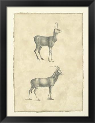 Framed Vintage Antelope Print