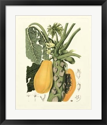 Framed Island Fruits IV Print