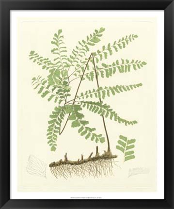 Framed Eaton Ferns II Print