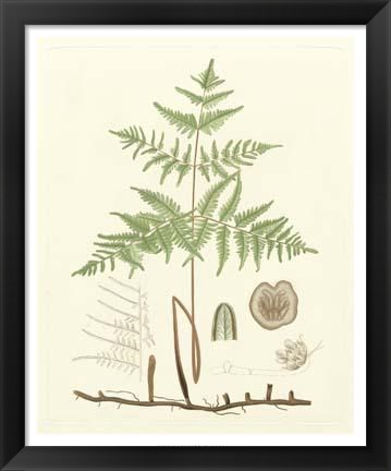 Framed Eaton Ferns III Print