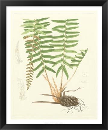 Framed Eaton Ferns IV Print