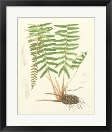 Framed Eaton Ferns IV Print