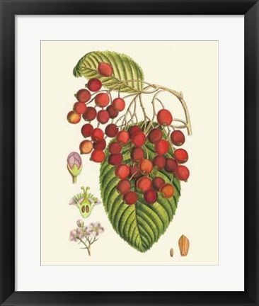 Framed Crimson Berries II Print