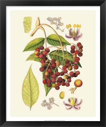 Framed Crimson Berries IV Print