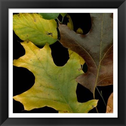 Framed Vivid Leaves II Print