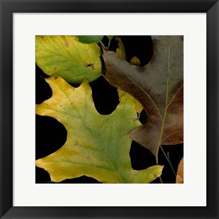 Framed Vivid Leaves II Print