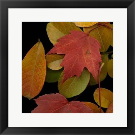 Framed Vivid Leaves III Print