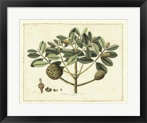 Framed Delicate Botanical IV Print