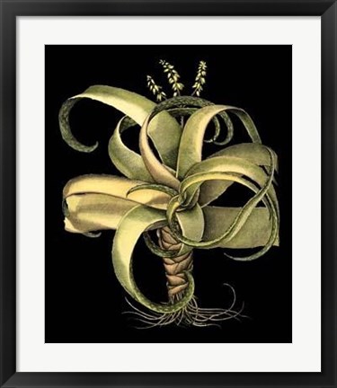 Framed Dramatic Aloe I Print