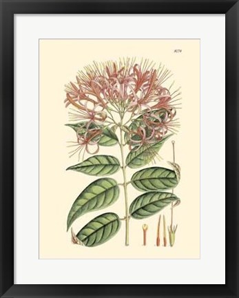 Framed Floral Passion II Print