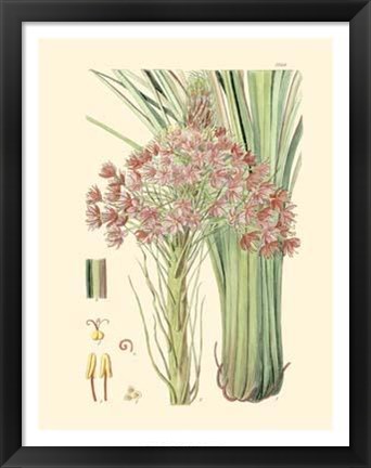 Framed Floral Passion III Print