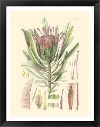 Framed Floral Passion IV Print