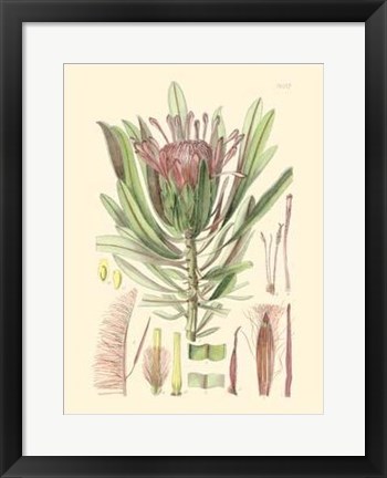 Framed Floral Passion IV Print