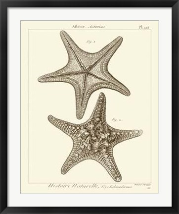 Framed Striking Starfish II Print