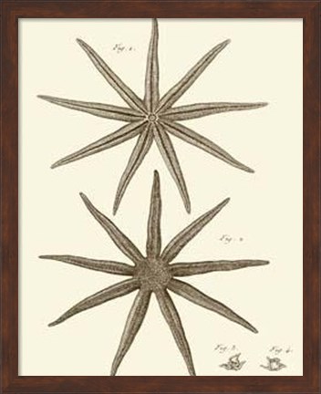 Framed Striking Starfish III Print